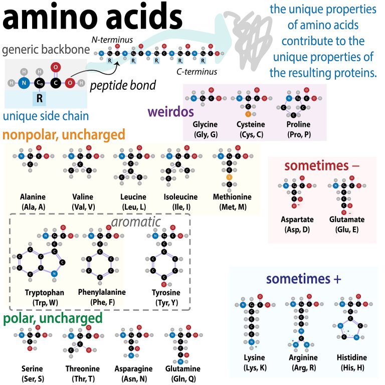 Diagram Describe Amino Acids Protein Structure Levels Sche