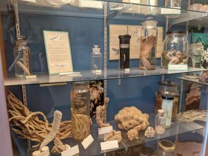 Photo of a display case filled with corals and preserved aquatic creatures in jars.