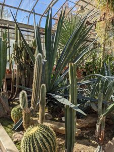 A photo of cacti growing inside a greenhouse.
