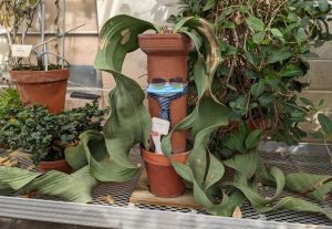 A photo of a plant with sunglasses, a tie, and a mask attatched to the planter.