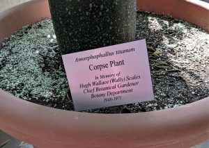 Photo of an informational sign in a plant pot. The sign says, Amorphophallus titanium, "Corpse Plant", In Memory of: Hugh Wallace (Wally) Scales, Chief Botanical Gardener, Botany Department, 1948-1971.