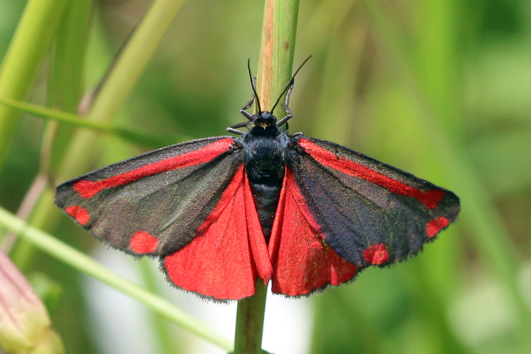 Cover image for Chasing Moths: Studying Fantastic Literature to Develop Creative Writing