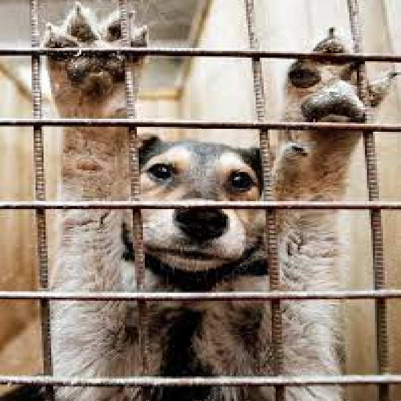 Cover image for Help the Animal Shelter