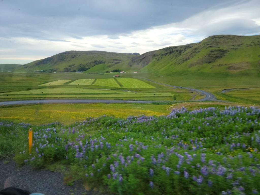 Farming in Iceland – Traveling Farmer