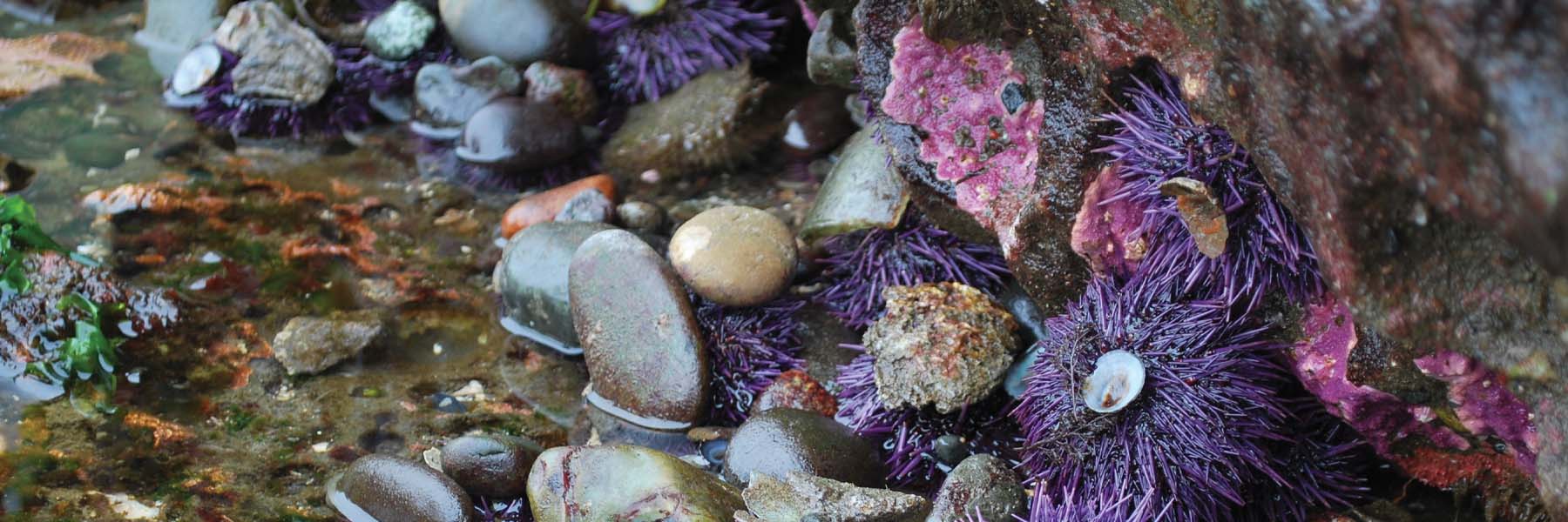 A photo of various marine life in a tide pool