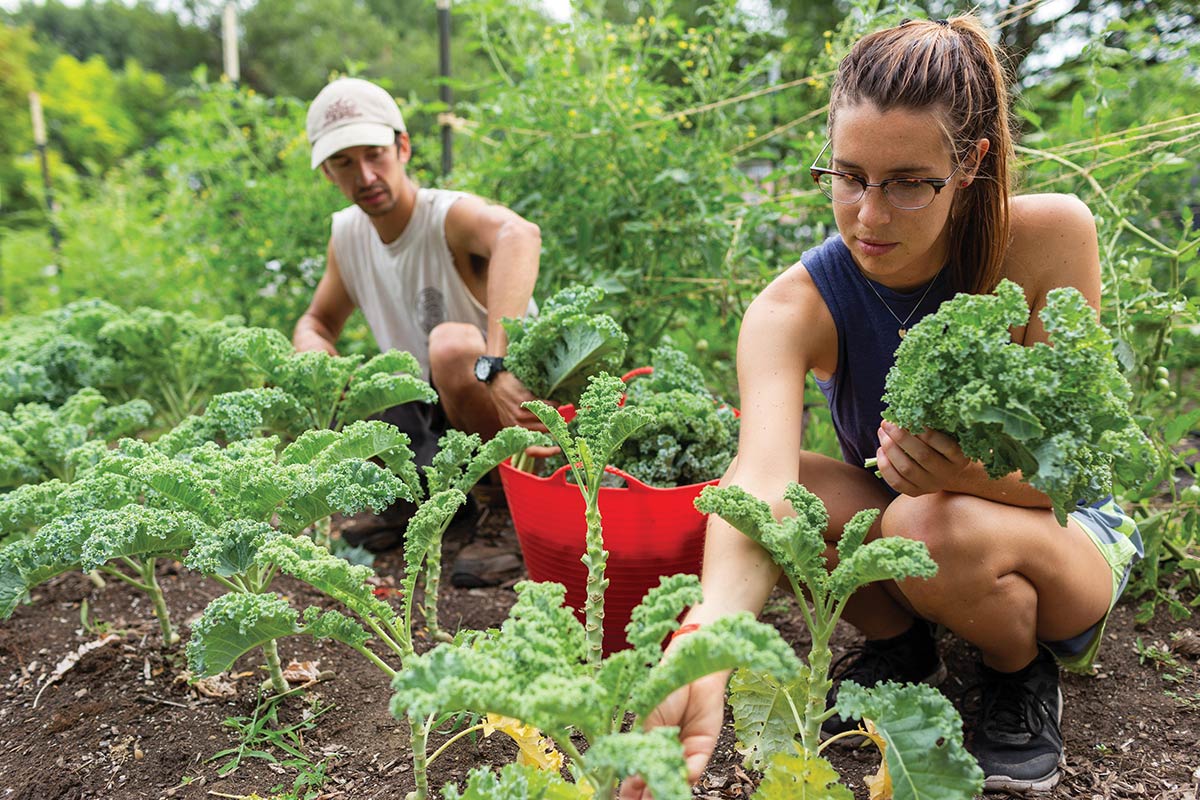 Two students crouch in an agricultural field harvesting kale.