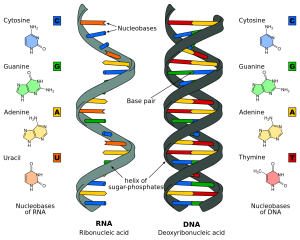 RNA (ribonucleic acid) is made of a single-stranded helix of sugar-phosphates and nucleobases. Nucleobases of RNA are cytosine (C), guanine (G), adenine (A), and uracil (U). DNA (deoxyribonucleic acid) is made of a double-stranded helix of sugar-phosphates and base pairs. Nucleobases of DNA are cytosine (C, guanine (G), adenine (A), and thymine (T). Nucleobases vary in molecular structure.