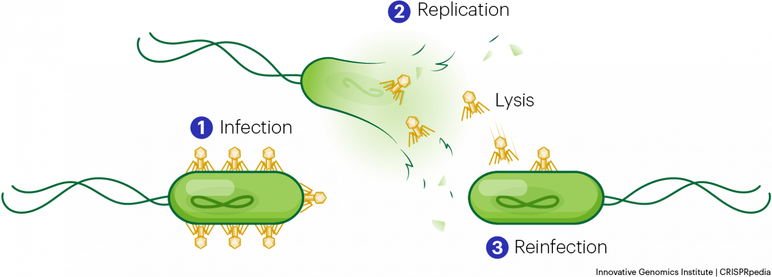 The phage life cycle | During infection, phages attach to bacterial cells and inject their genetic material (1). They use the bacterium's own molecular machinery to replicate their genome and produce more phages, which burst out of the cell (2). Replicated phages then go on to infect other bacteria (3).