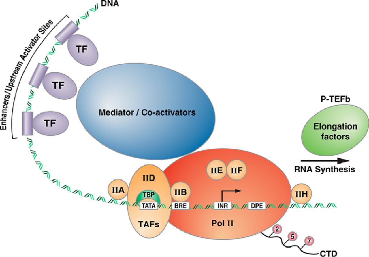 Eukaryotic Transcription And Regulation Introduction To Molecular Biology Nd Ed