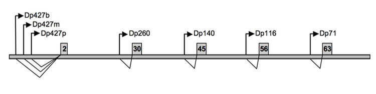 Dystrophin Gene Structure