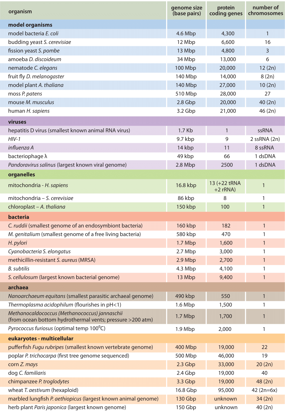 Table 1: Genome Sizes