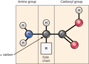 Amino Acid diagram