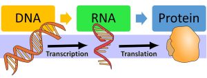 DNA makes RNA via transcription and then makes protein via translation.