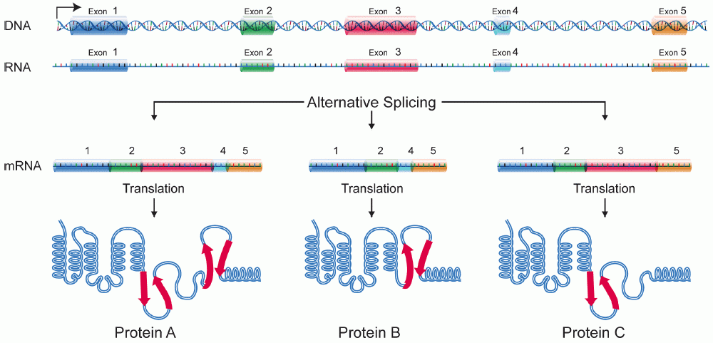 Diagram showing alternative splicing events