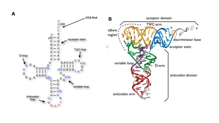 tRNA structure 2D and 3D