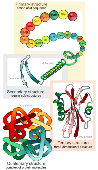 Four Levels Protein Structure