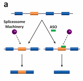 Antisense oligonucleotide mechanism