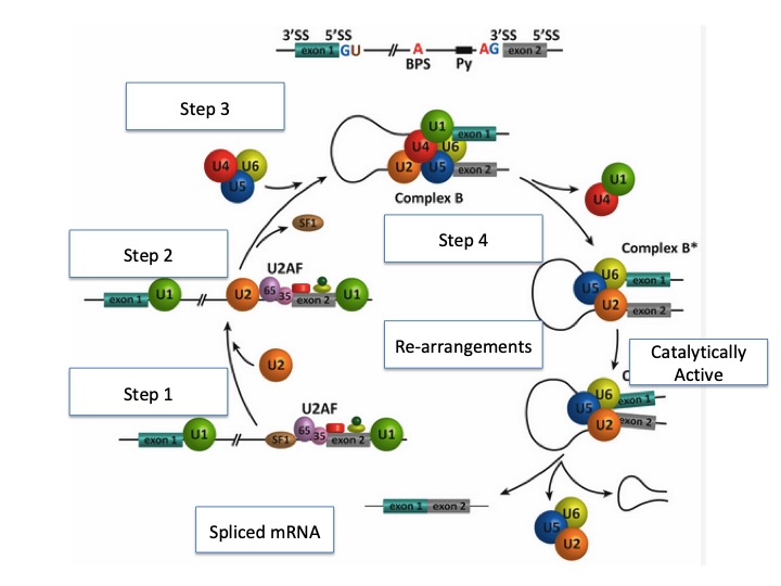 Steps of Splicing