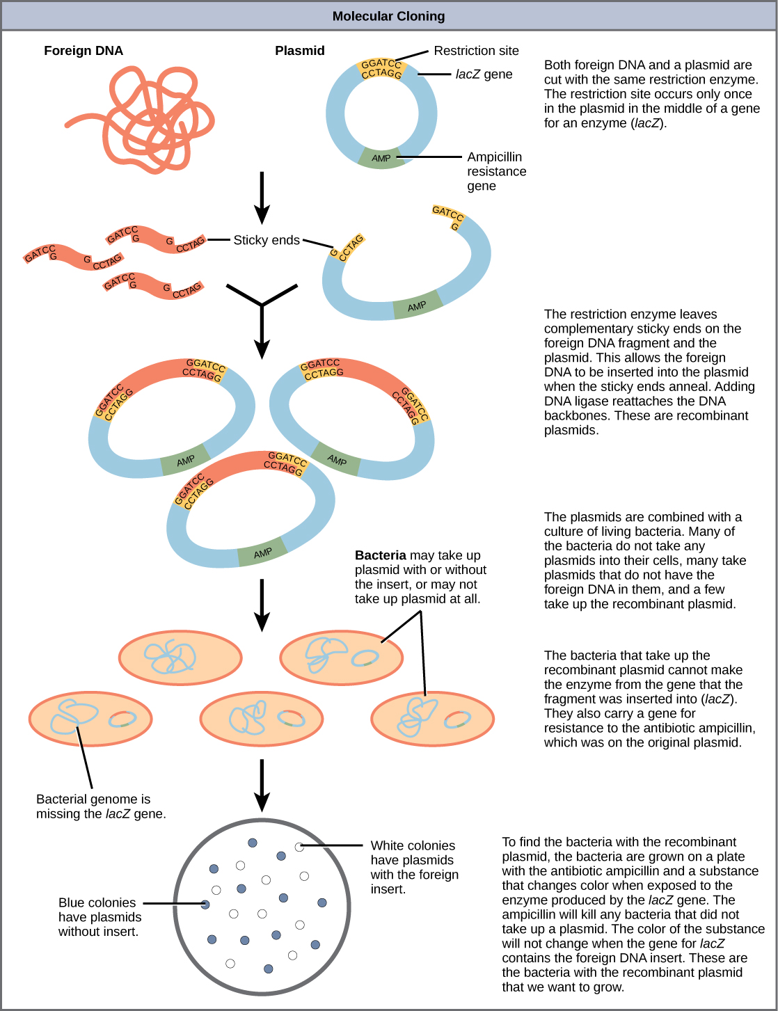 This diagram shows the steps involved in Molecular Cloning