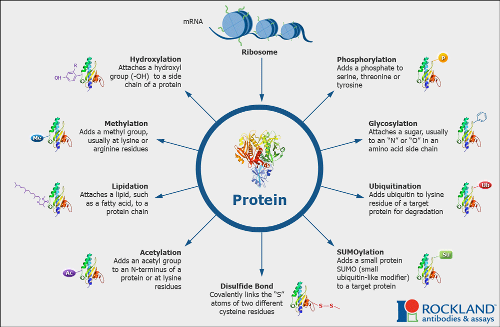 Protein 3D shape in center with various post translational modifications that incudes a descriptio and schematic of the functional group added.