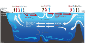 A simplified 2-d illustration of the Atlantic Meridional Overturning Circulation (AMOC) and its impact on the mean air-sea flux and transport of heat, oxygen (O2), anthropogenic (CANTH) and natural carbon (CNAT). High latitude basins such as the North Atlantic are regions of strong heat loss and uptake of CANTH, CNAT and O2. Upwelling in the Southern Ocean leads to simultaneous release of CNAT, uptake of CANTH and O2 ventilation as the upwelled deep waters are low in O2 and rich in Dissolved Inorganic Carbon (DIC). The equatorial zone is a region of intense upwelling of cold, nutrient and DIC-rich waters, driving enhanced uptake of heat, biological production and thermal outgassing of O2, and strong release of CNAT. [AABW=Antarctic Bottom Water; NADW=North Atlantic Deep Water; IDW=Indian Deep Water; PDW=Pacific Deep Water; AAIW=Antarctic Intermediate Waters; SAMW=Subantarctic Mode Water]