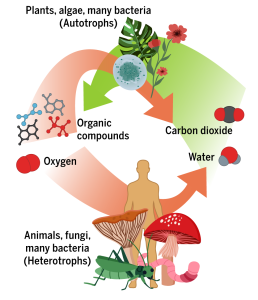 Autotrophs can use carbon dioxide (CO2) and water to form oxygen and complex organic compounds, mainly through the process of photosynthesis. All organisms can use such compounds to again form CO2 and water through cellular respiration.