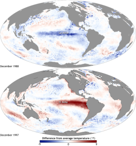 Two maps showing La Nina (upper map) and El Nino (lower map). Central Pacific Ocean has cooler than normal surface water during La Nina (marked by blue color), and warmer than normal surface water during El Nino (marked by red color).