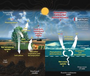 This diagram of the fast carbon cycle shows the movement of carbon between land, atmosphere, and oceans. Yellow numbers are natural fluxes, and red are human contributions in gigatons of carbon per year. White numbers indicate stored carbon.