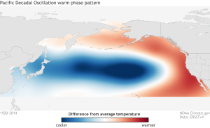 Map of Northern Pacific Ocean showing Sea surface temperature (SST) anomaly pattern associated with the positive (warm) phase of the PDO. Red shading near Alaskan and British Columbian coasts indicates where SSTs are above average, and blue shading in Central and Western North Pacific shows where SSTs are below average.