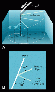 An Ekman spiral (A) is a rotating column of water that forms when water moves at an angle to the wind direction due to the Coriolis Effect. The net effect of the rotating water (B) is movement at a right angle to the wind direction.