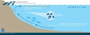 This graphic shows how displaced surface waters are replaced by cold, nutrient-rich water that “wells up” from below.