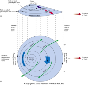 A cross-sectional and map view of a large ocean gyre show how water piles up in the center and how the Coriolis Effect creates western intensification. West side of gyre occupies less area and currents move faster and deeper then on east side of gyre, which has larger area and slower current flow.