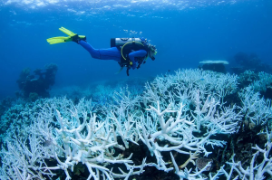 Image shows bleached corals in Australia's Great Barrier Reef. Australia's Great Barrier Reef has experienced four mass bleaching events in the last seven years, like this one in 2017. Scientists warn repeated bleaching makes it tough for corals to recover.