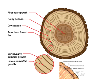 Figure showing explanation of the tree rings, their annual growth pattern, rainy season vs. dry season tree ring size and scars from fires.