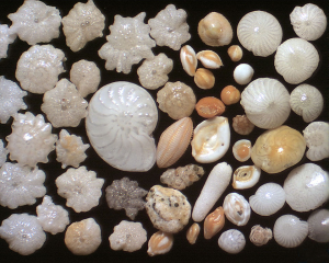 Photo of modern benthic and planktonic foraminifera used in stable isotope studies to decipher climate record in deep sea sediments.