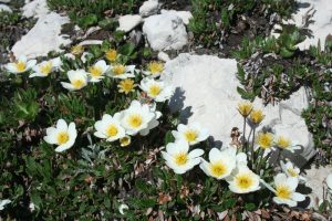 Photo showing Dryas octopetala flowers in alpine meadow, Montana.