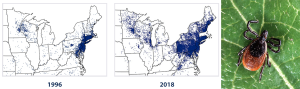 Two diagrams show the reported cases of Lyme disease in 2001 and 2014 for the areas of the United States where Lyme disease is most common. (Source CDC). In the eastern United States, Lyme disease is transmitted to humans primarily by blacklegged (deer) ticks. (Photo: S. Bauer)