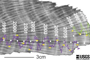 This figure shows X-ray image of coral growth from 1999 to 2008. X-ray images are used to better illustrate the annual density bands in corals. Time series of Sr/Ca data are overlain on the x-radiograph to verify that annual bands have been counted correctly. Each Sr/Ca maximum (winter) to maximum (winter) represents an annual temperature cycle.