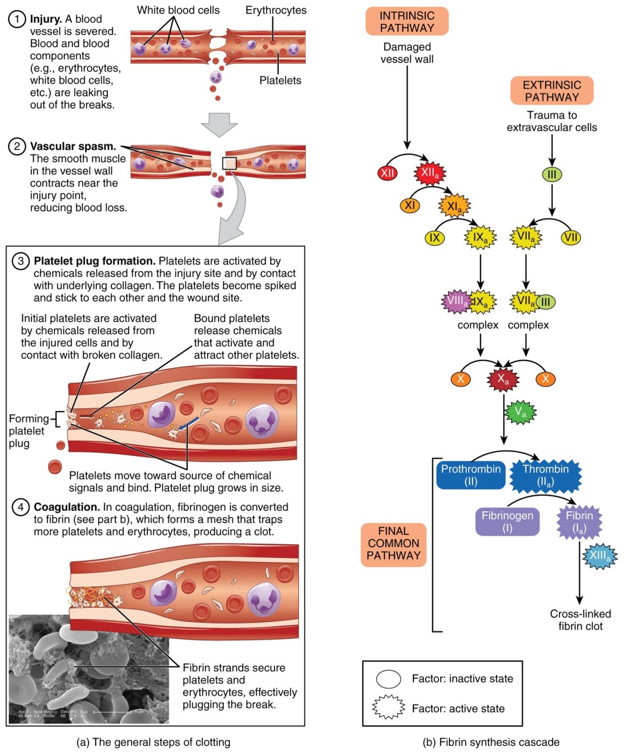 hemostasis-basic-human-physiology