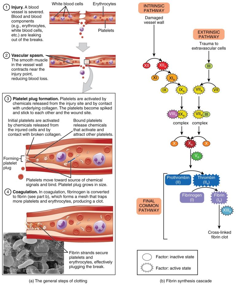 Hemostasis – Basic Human Physiology