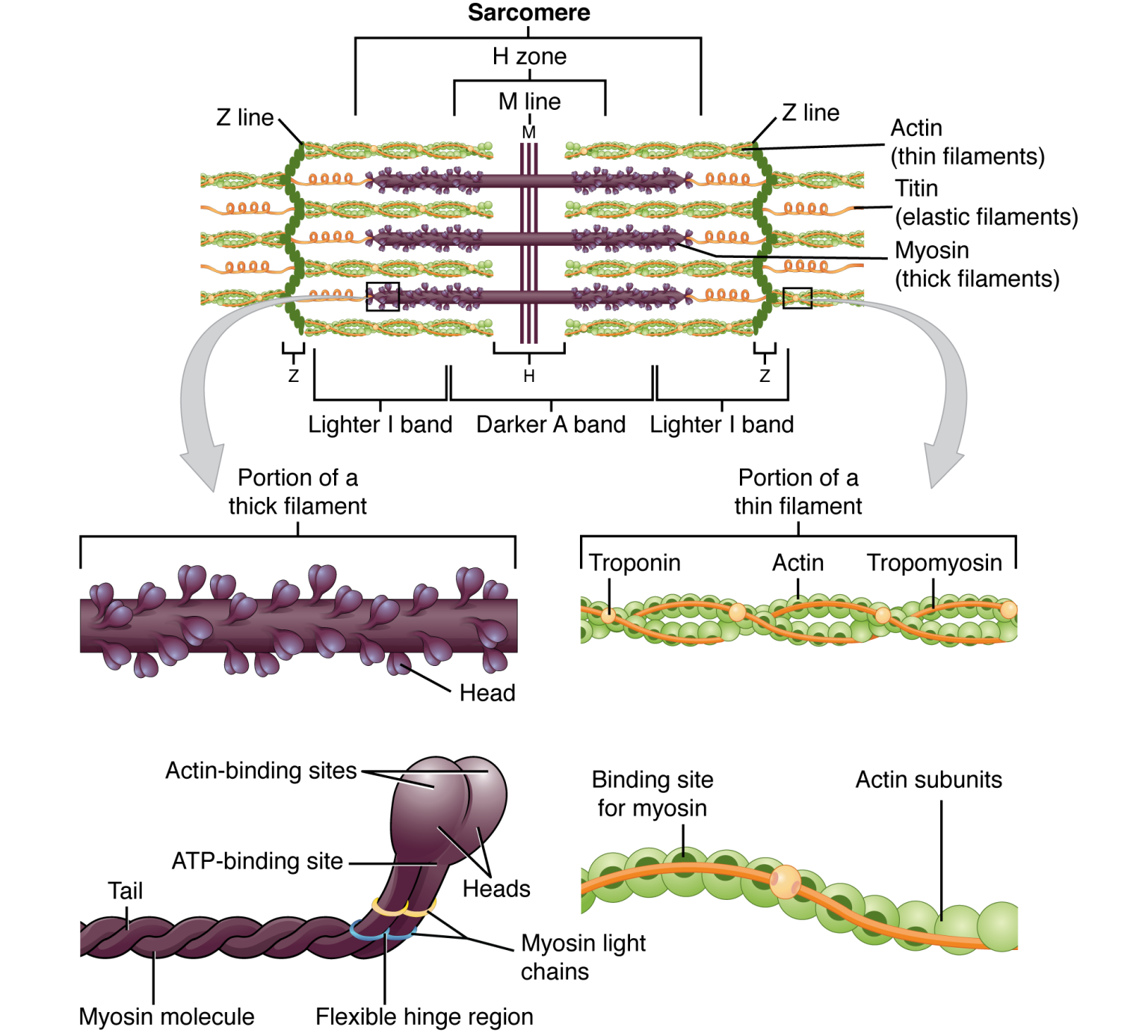 Muscular functions and anatomy – Basic Human Physiology