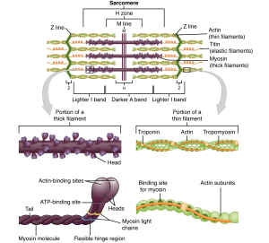 This figure shows the structure of thick and thin filaments. On the top of the image a sarcomere is shown with the H zone, Z line and M lines labeled. To the right of the bottom panel, the structure of the thick filament is shown in detail. To the left of the bottom panel, the structure of a thin filament is shown in detail.