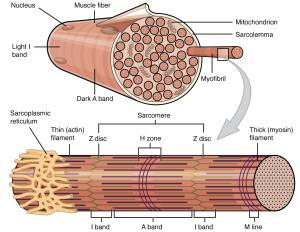 This figure shows the structure of the muscle fibers. In the top panel, a sarcolemma is shown with the major parts labeled. In the bottom panel, a magnified view of a single myofibril is shown and the major parts are labeled.