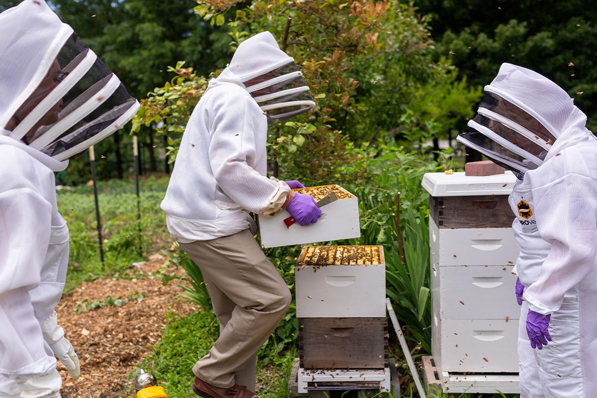 Beekeepers during work