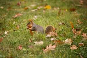 A squirrel prepares to bury a nut in the Old Crescent on a fall day at IU Bloomington.