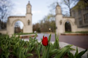 A lone tulip blooms in front of the Sample Gates at Indiana University Bloomington.