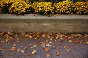Fallen leaves accumulate near a flower box of chrysanthemums outside the Sample Gates at IU Bloomington.