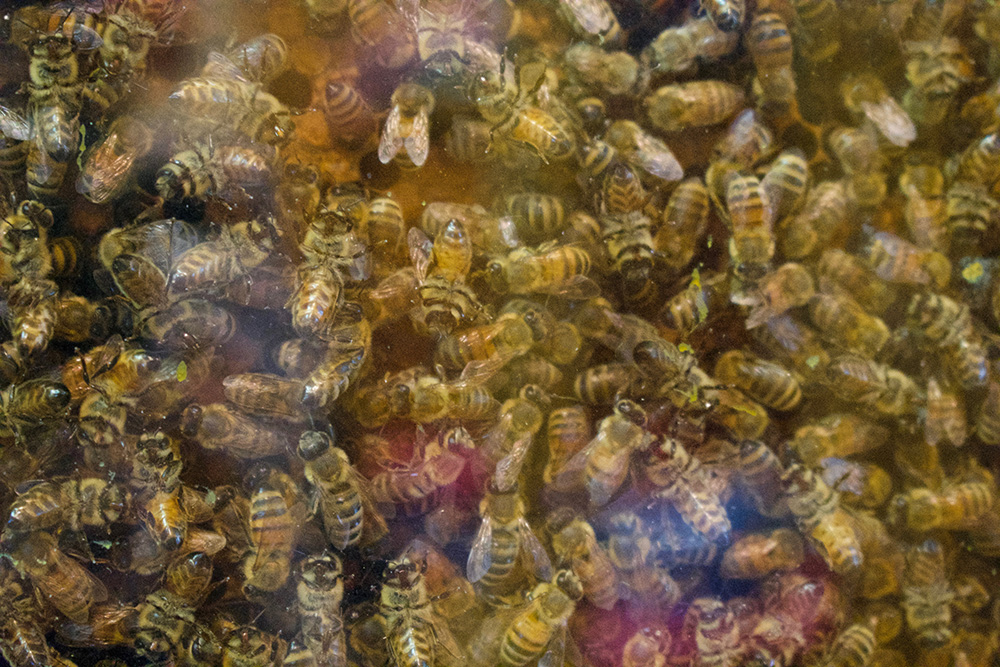 Bees cluster in a display hive