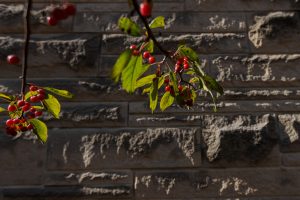 Fall berries bloom against a building at IU Kokomo.