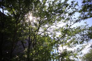 Trees on site at IU Columbus.